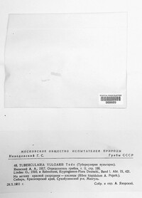 Tubercularia vulgaris image